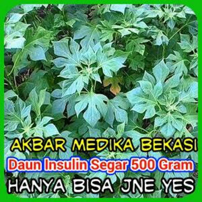 

Daun Insulin Segar 500 Gram By As