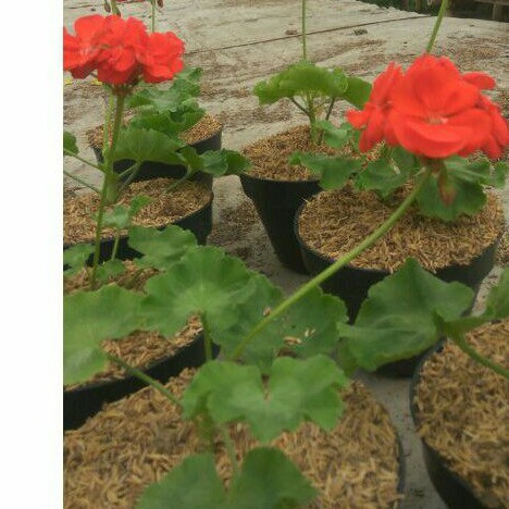 Tanaman Hias Geranium Merah GERANIUM PUTIH Geranium Pink
