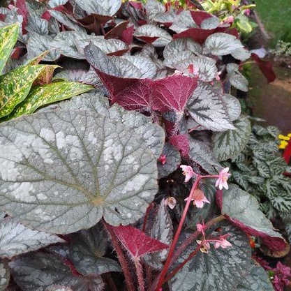 tanaman hias daun begonia silver