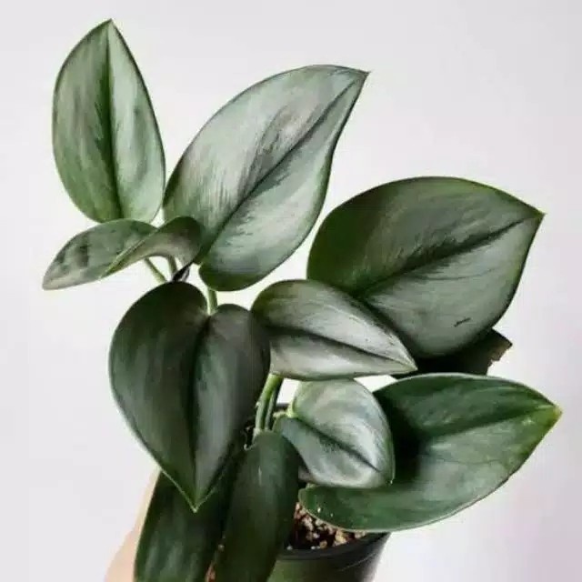 Tanaman Hias scindapsus susu - scindapsus .