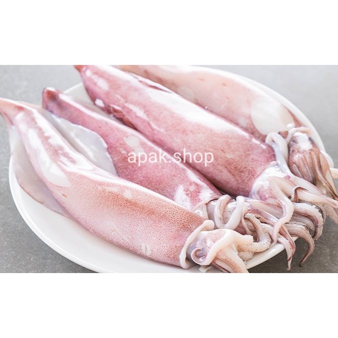 

Cumi-cumi Segar ukuran Sedang 250 gram / 500 gram