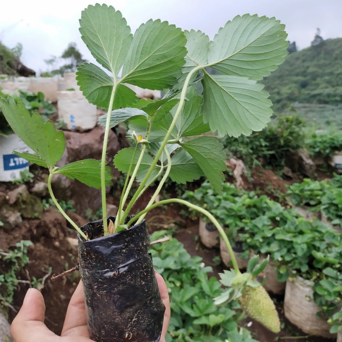 pohon tanaman strawbery california strawberry jumbo manis segar cod