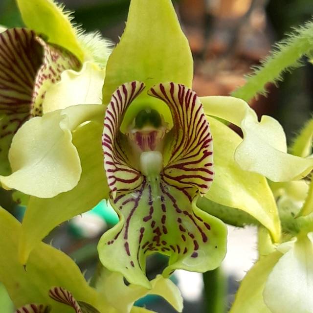 Dendro macrophyllum dewasa