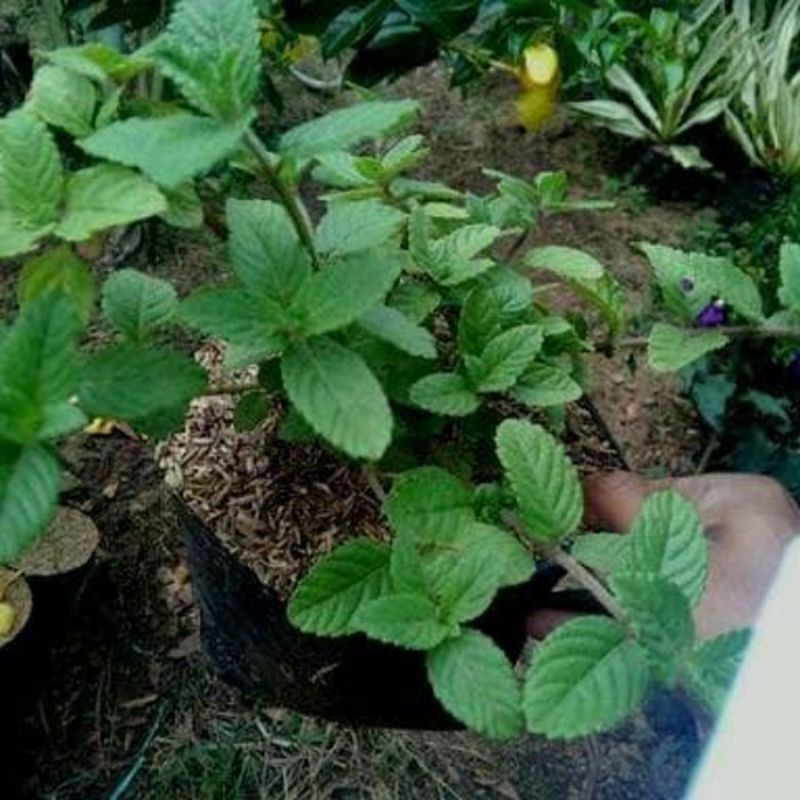 Bibit Batang Janggelan / cincau hitam