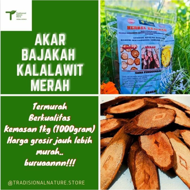 

Akar Bajakah Kalalawit Merah Asli Kalimantan
