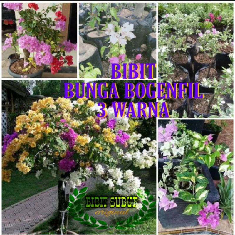 BIBIT BUGENVIL 3 WARNA ORIGINAL