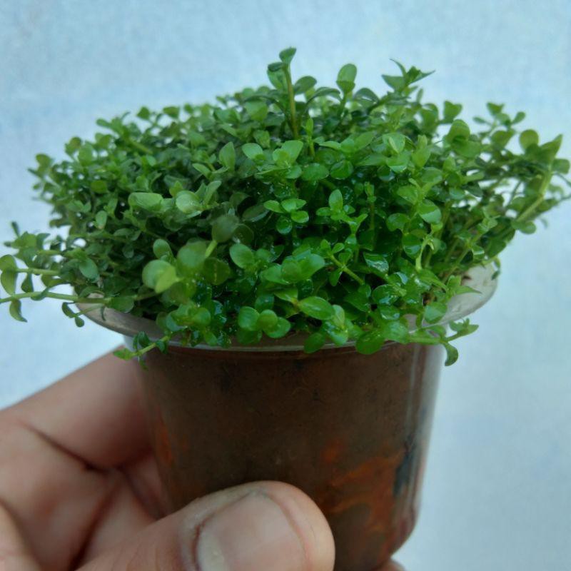 Moss Monte Carlo Cup Super - Tanaman Aquascape - Tanaman Aquascape  Low Co2
