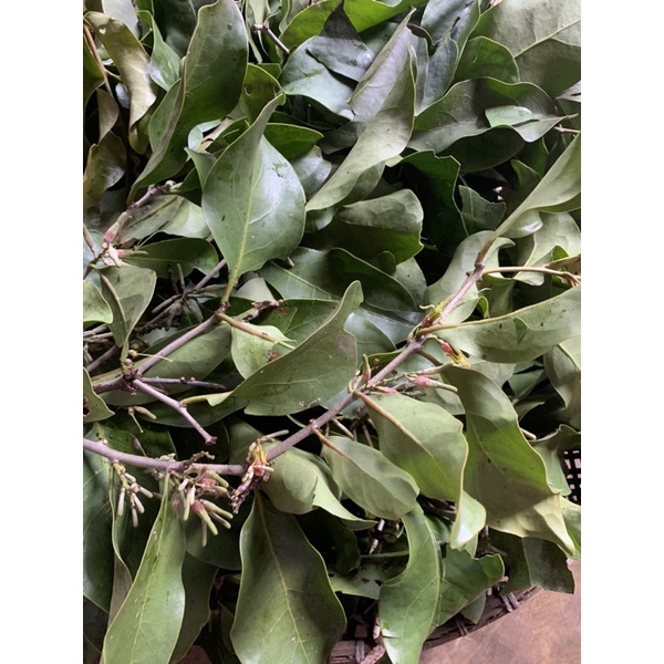

benalu jeruk 100gr