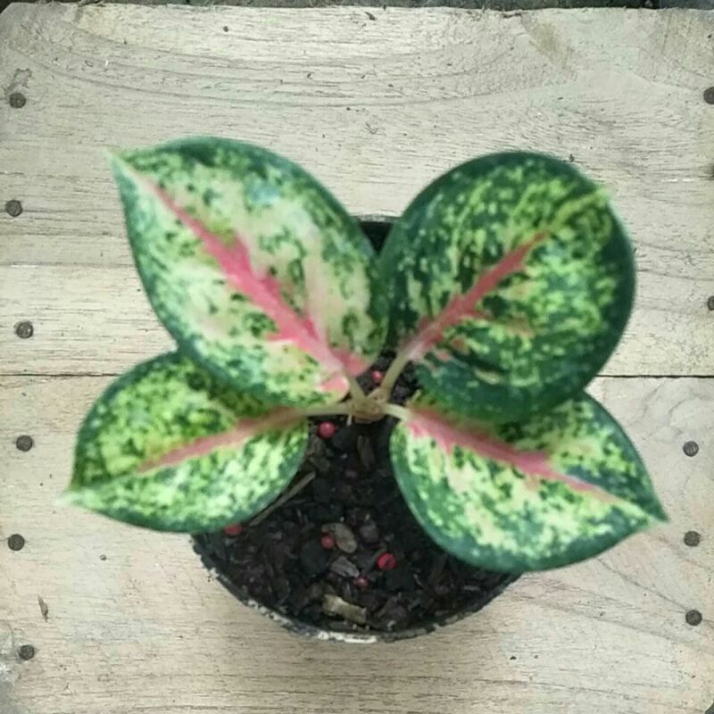 Aglaonema Sweet dream termurah