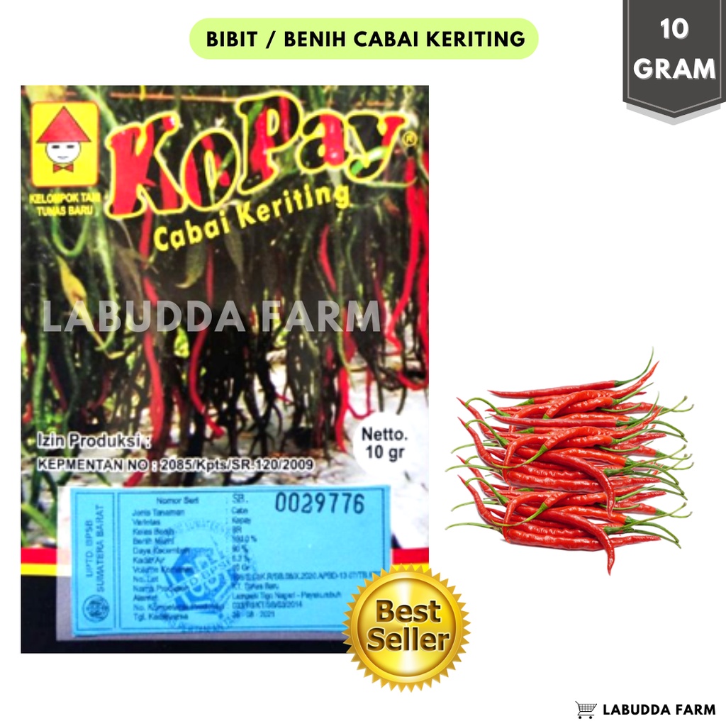 Bibit Cabe Kopay- Bibit Cabe Siap Tanam - Bibit Cabe Merah Keriting - Bibit Cabai Keriting  - Benih 