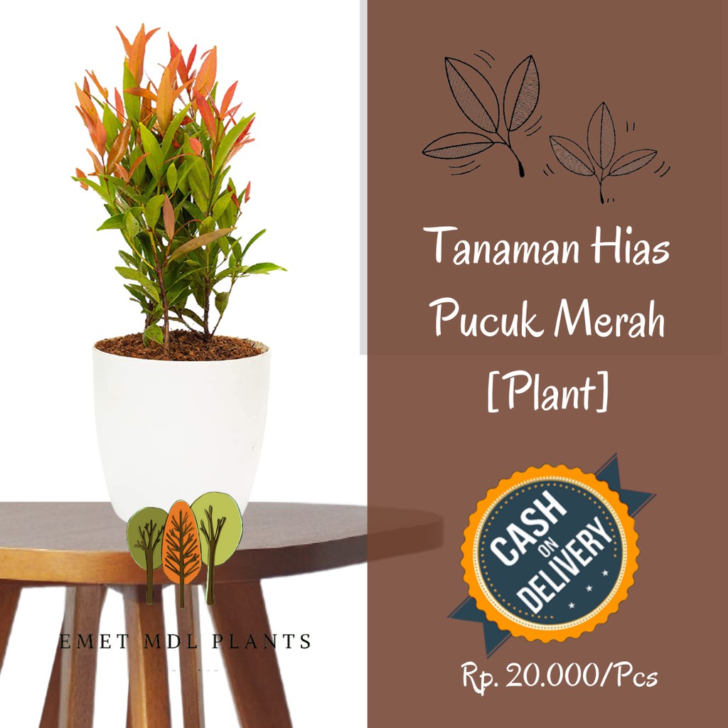 Tanaman Hias Pucuk Merah Tanaman Hidup Pucuk Merah Pohon Pucuk Merah Hiasan Taman Minimalis cod