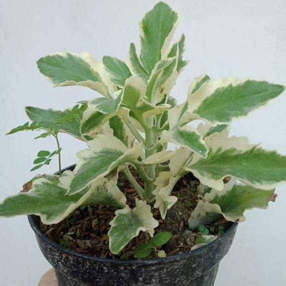 Tanaman Hias Cocor Bebek Varigata