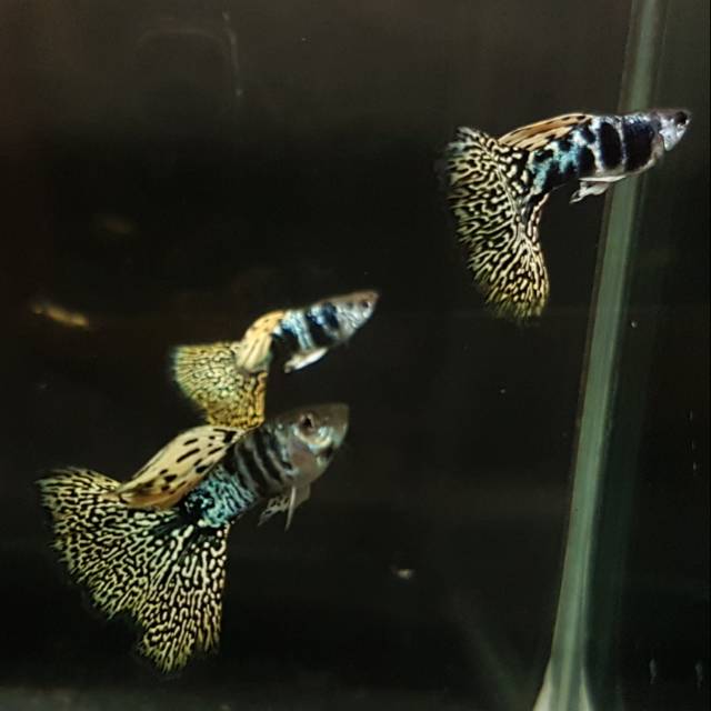 Yellow tiger king cobra ytkc