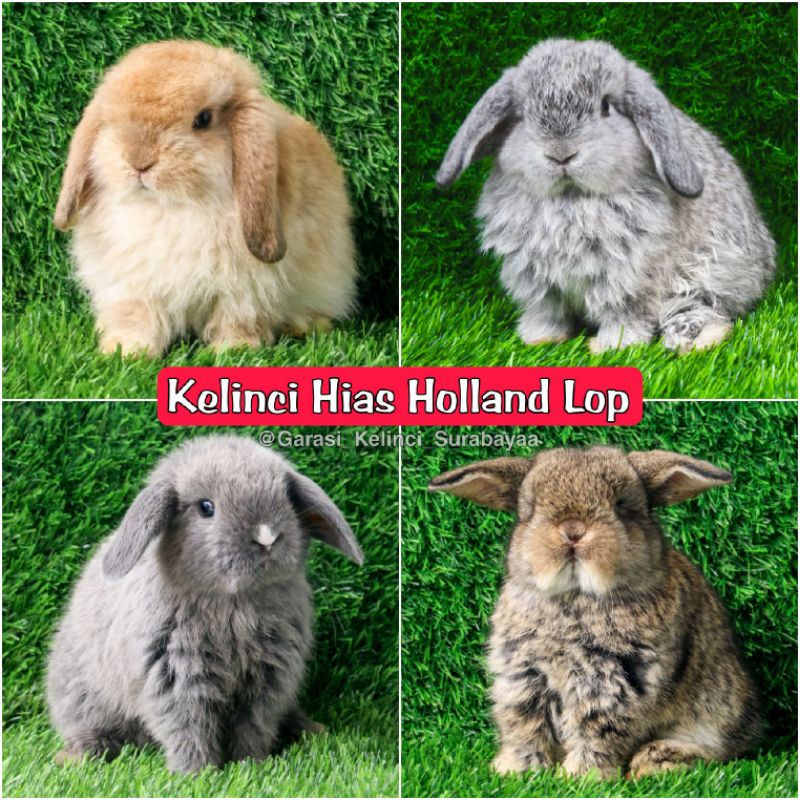 Kelinci Holland Lop SEPASANG Khusus Pengiriman Luar Kota Menggunakan Jasa Kirim Kereta