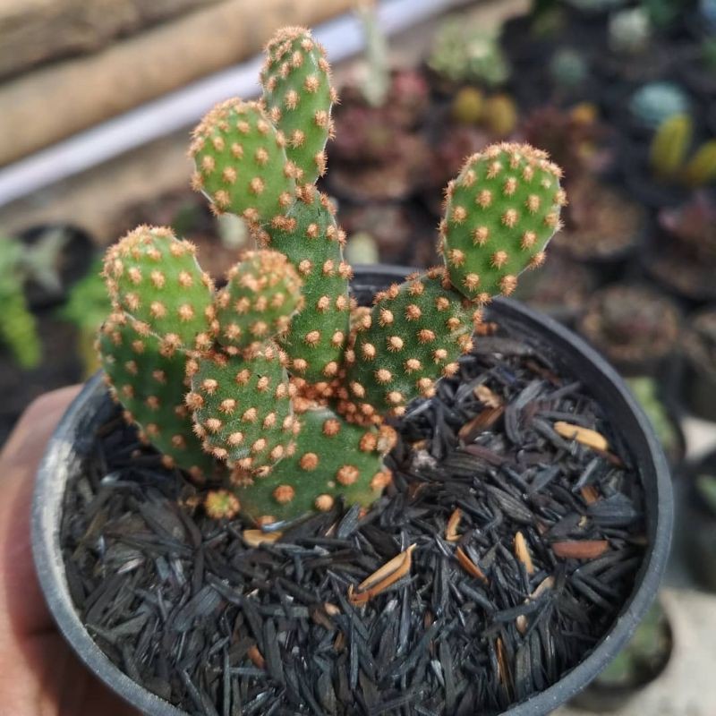 opuntia microdasys rufida / kaktus mickey merah KAKTUS SUKULEN TANAMAN HIAS
