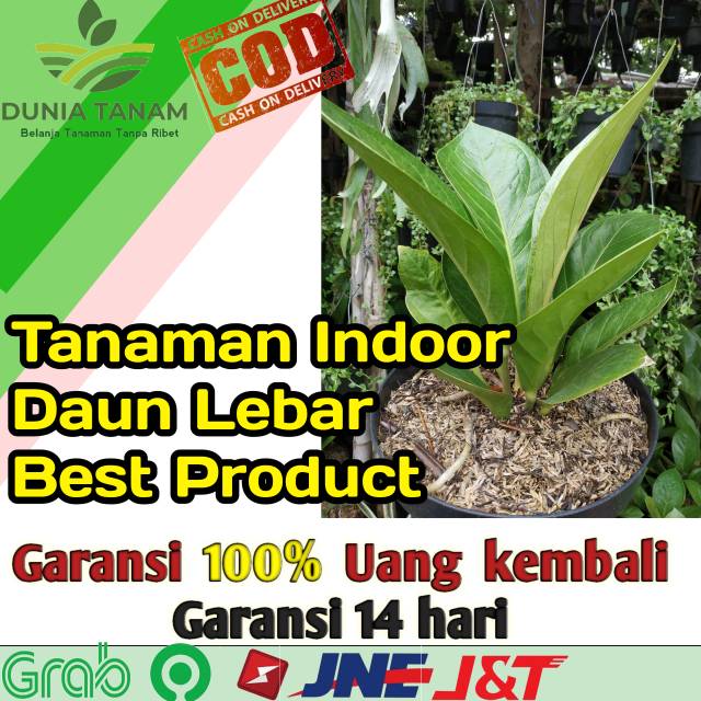 bibit Tanaman hias hidup antarium Anthurium jemani keris garuda corong kobra