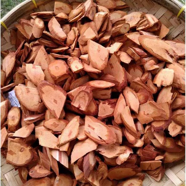 

Cacahan Bajakah