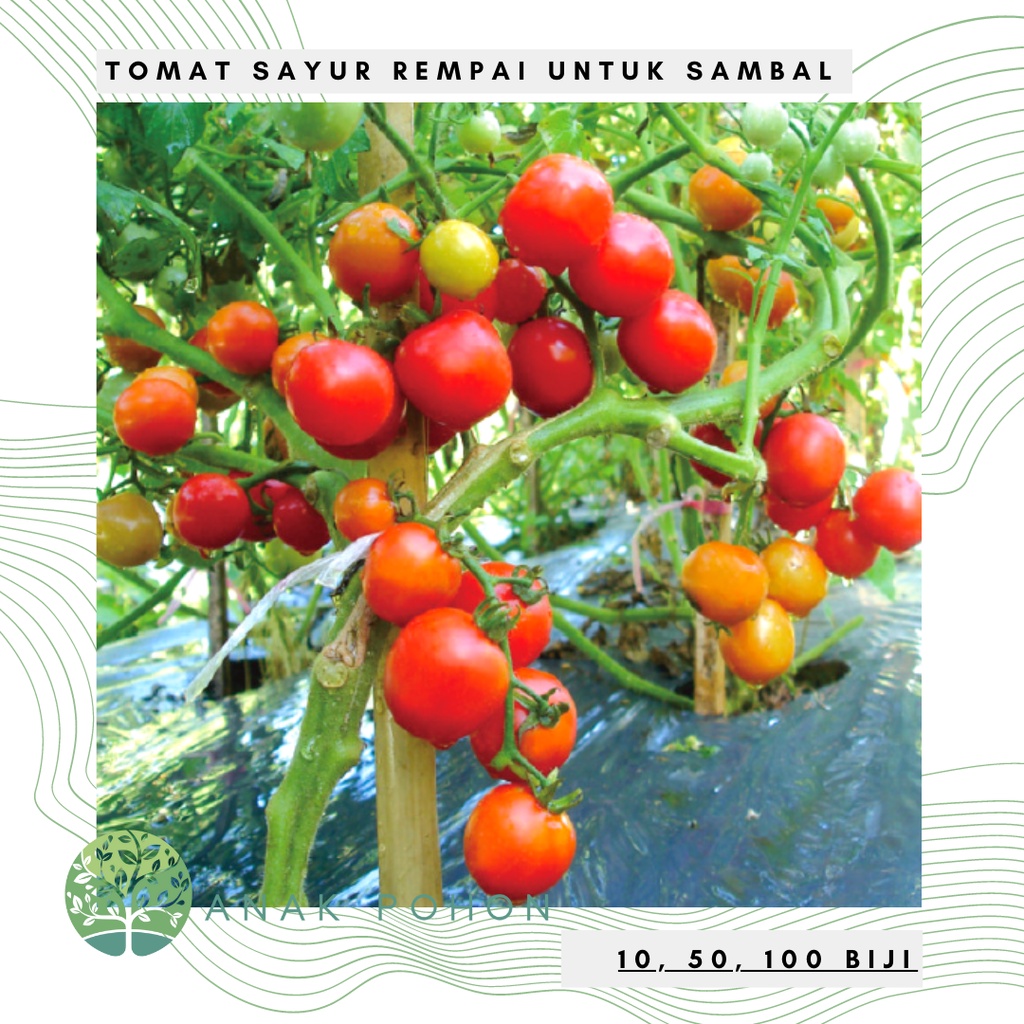 Benih Bibit Biji - Tomat Sayur Rempai Untuk Sambal Tomat Bulat Kelereng Seeds - Panen Dalam 70 HST