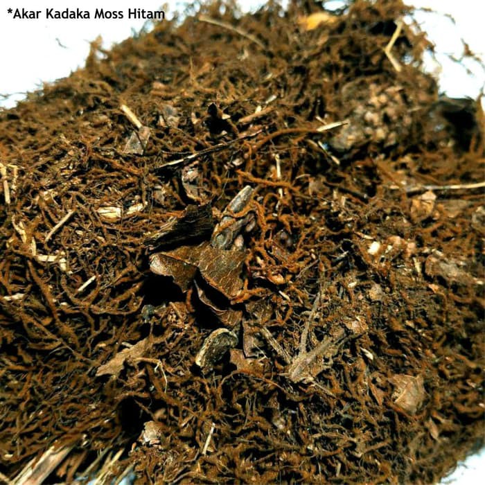 media moss hitam 500gr (akar kadaka) media tanam cangkok