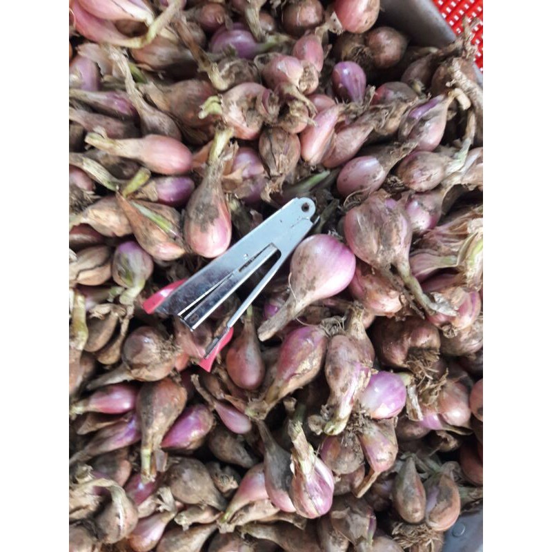 Bawang merah sumenep mentah