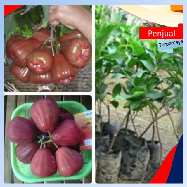 

/COD/ Bibit jambu giant rose cepat berbuah stek okulasi Ktn