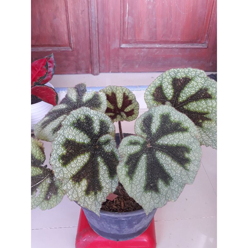begonia karpet