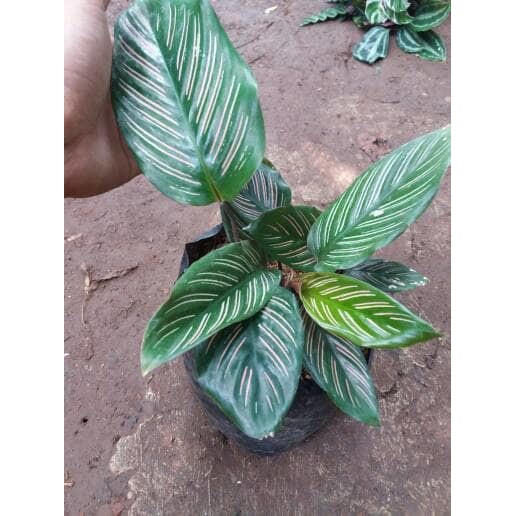 Calathea Ornata, calatea ornata, kalatea ornata