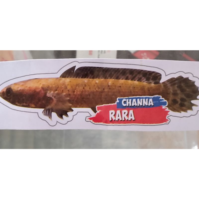 

stiker ikan chana