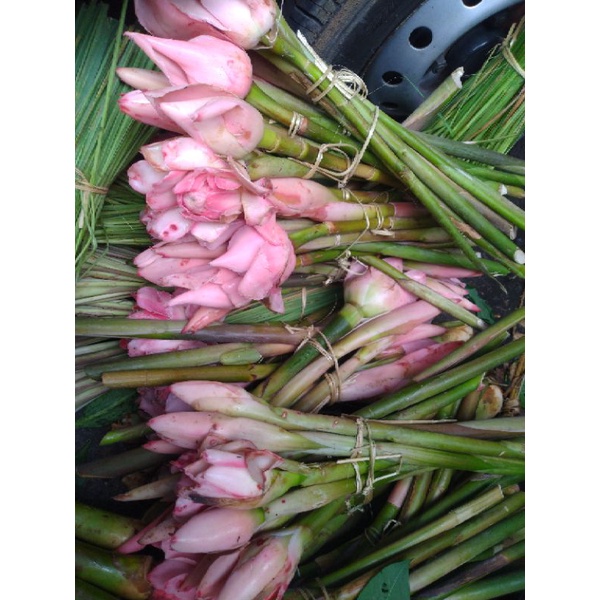 

Bunga Kecombrang/bongkot segar Bali 500 gram
