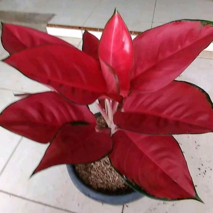 promo bibit bonggol suksom jaipong - bonggol suksom - aglonema _Pusat_Benih_Store18 __