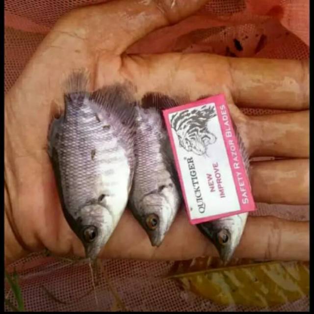 Bibit gurame ukuran silet - Paket ikan gurame 30 ekor - Gurame soang - Ikan gurame