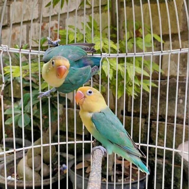 PROMO Burung Lovebird PB (ParBlue) TURQUISE SEBEL