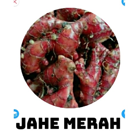 

Jahe merah berkualitas jahe siap panen jahe asli jahe murah