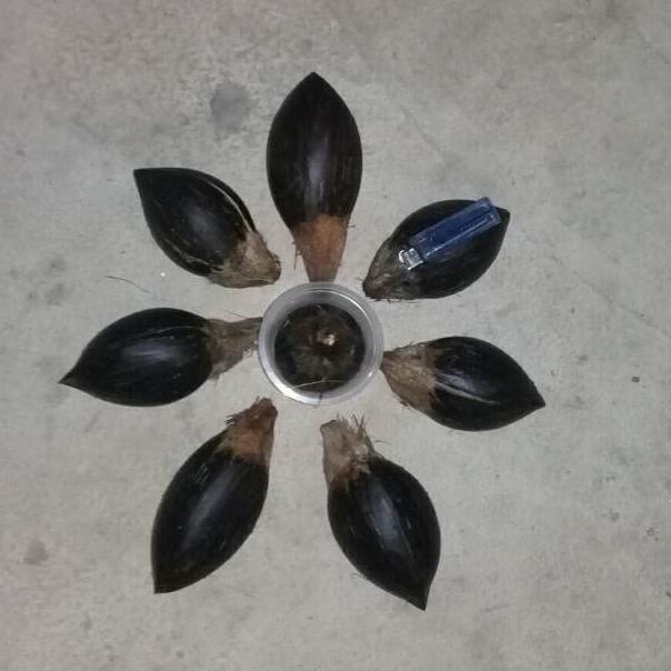 (V5X7).. Bahan bonsai kelapa minion size 4 //Trend@murah