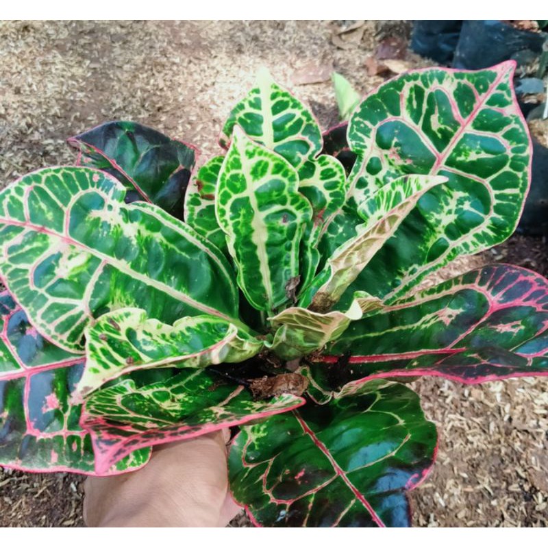 Tanaman hias puring kura - pohon puring kura - puring