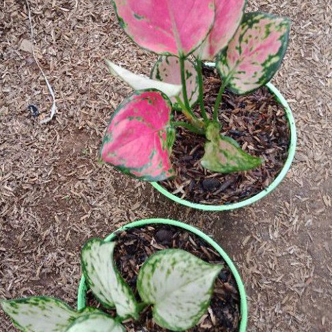 paket aglonema merah putih