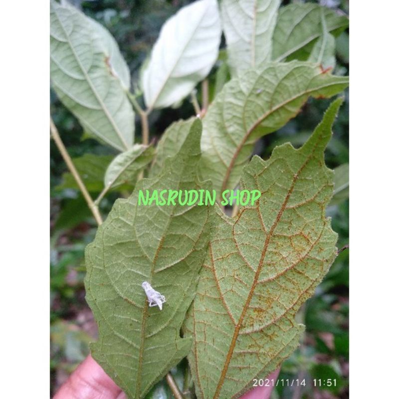 

[Fresh] DAUN AMPELAS / DAUN HAMPELAS ALAMI DAUN PENGHALUS KAYU / FICUS EXASPERATA / ARA PUTIH /