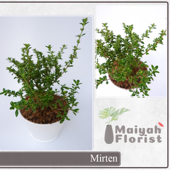 Bahan Bonsai Mirten - Myrtus communis - Tanaman Hias