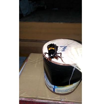 【BIGGER & BETTER】 Jangkrik Aduan Bahan Super uk.789(Big Size)