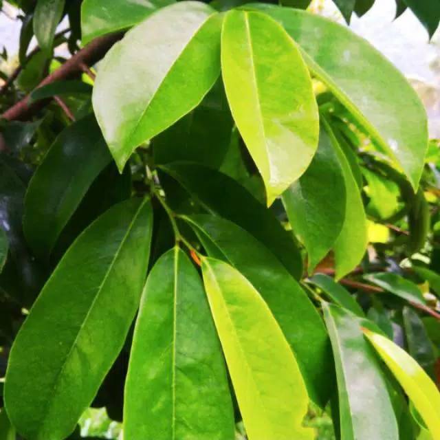 

Daun sirsak