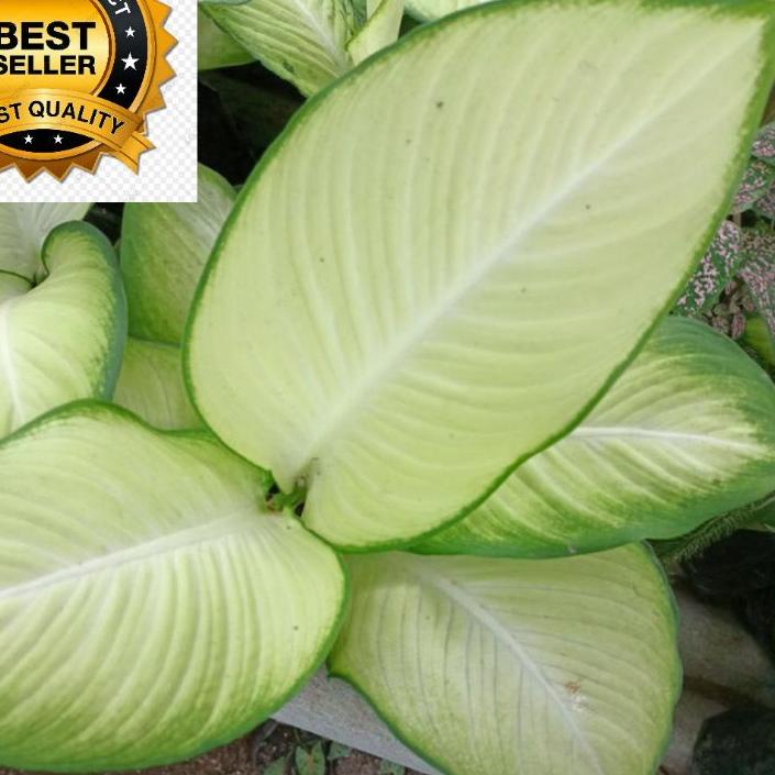 FREE SHIPPING AGLONEMA TISU BANGKOK DEWASA