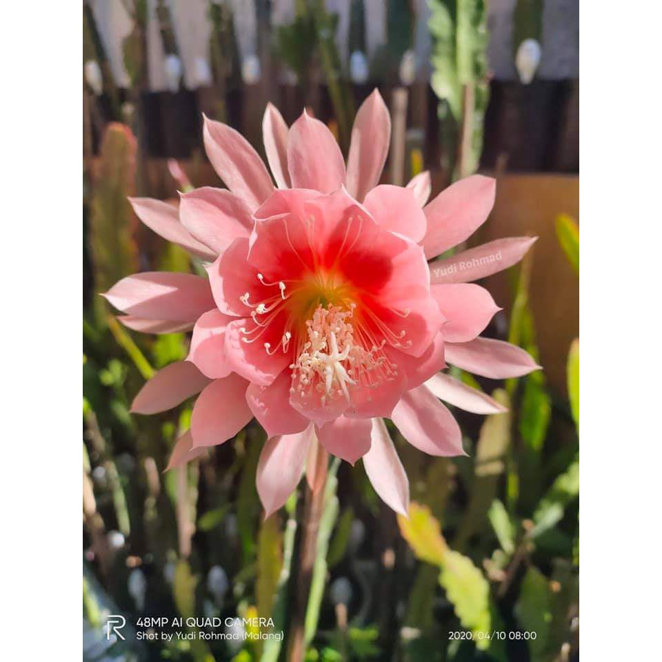 tanaman wijaya kusuma argus Bibit bunga besar Epiphyllum - indoor BERGARANSI