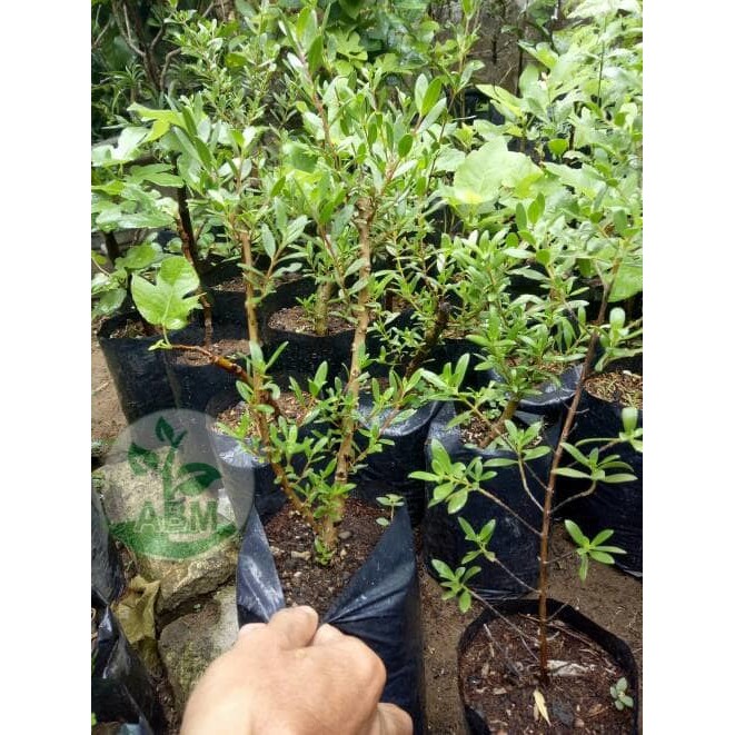 Jual Bibit Tanaman Setigi Stigi Bahan Bonsai   /Bibit/Binih