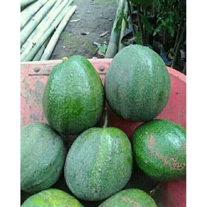 alfukat markus buah besar