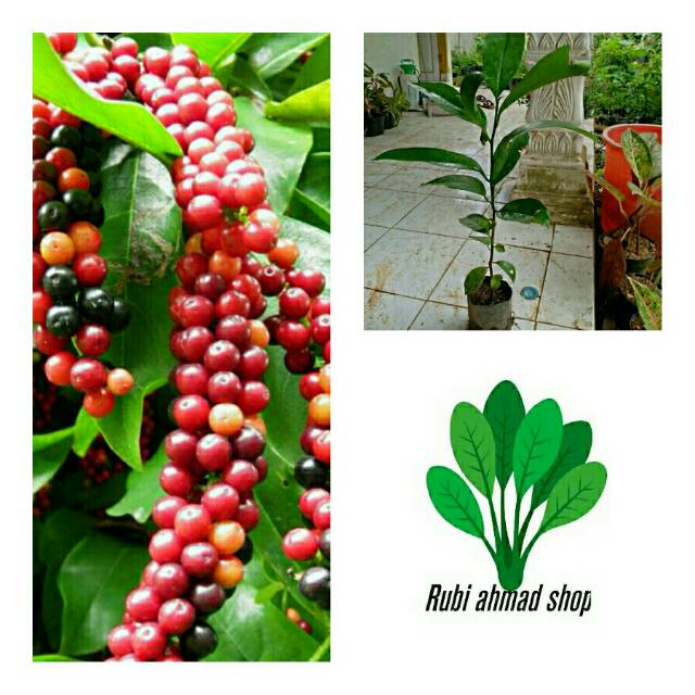 Bibit pohon huni-bibit pohon buni-pohon huni-pohon buni