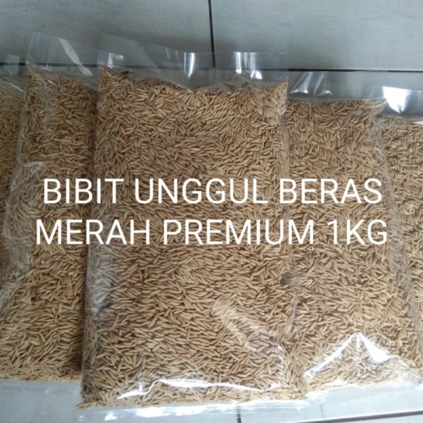 Dijual bibit gabah beras merah Limited