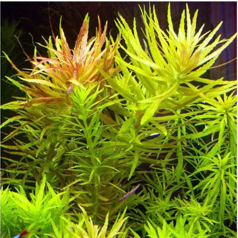 Limnophila Aromatica ( Tanaman Aquascape Tumbuhan Air Hiasan Aquarium Hidup )