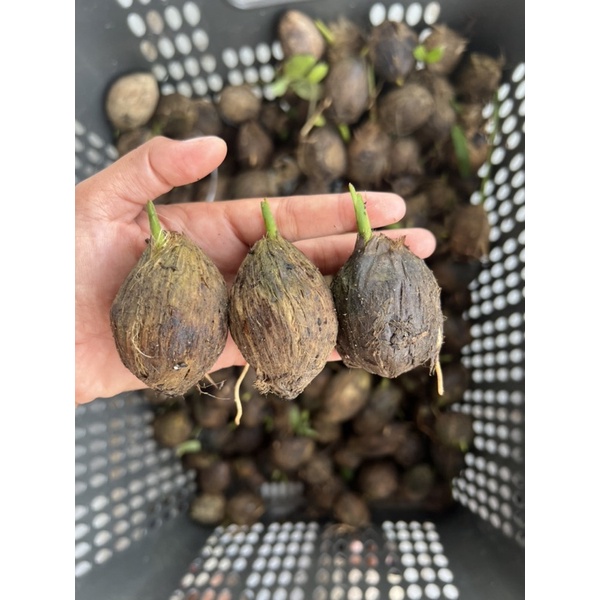 Kecambah pinang Betara Grade C ||  Bibit pinang betara || Bibit Pinang unggul