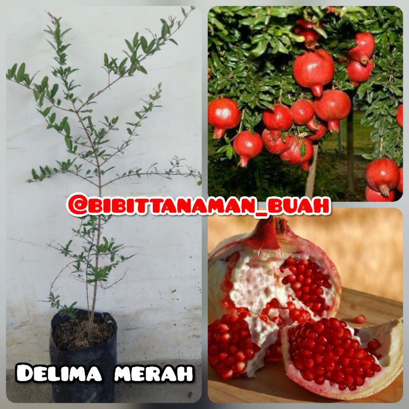 Bibit delima merah / Tanaman delima merah / Delima merah