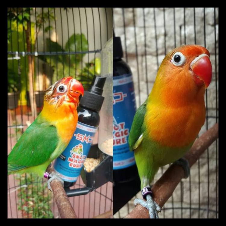 Dijual Obat Mata Burung Lovebird Snot Magic Cure